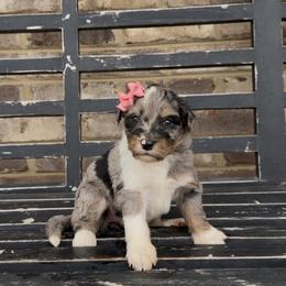 Bluebell - Blue merle female Aussiedoodle puppy in Cartersville, Georgia from Simply Blessed Doodles