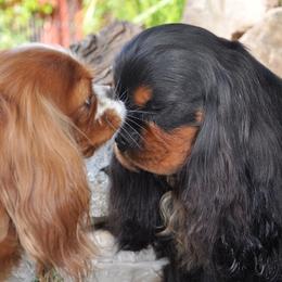 Cavalier King Charles Spaniels from Audrey Rogers at Saltayre Cavaliers