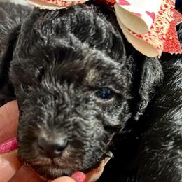 Purple - Phantom female Poodle puppy in Simms, Texas from Donna’s Aussies & Pink Heart Poodles
