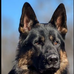 Zeus - German Shepherd