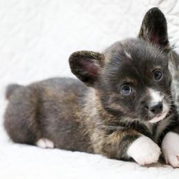 American Corgi, Cardigan Welsh Corgi, and Pembroke Welsh Corgi Puppies from Diamond Corgis