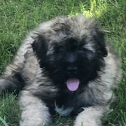 Bouvier des Flandres Puppies from Seasons of Joy Farm and Ranch