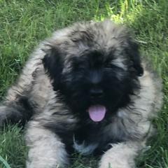 Bouvier des Flandres Puppies from Seasons of Joy Farm and Ranch