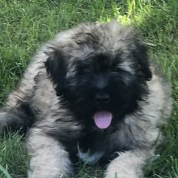 Bouvier des Flandres Puppies from Seasons of Joy Farm and Ranch
