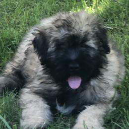 Bouvier des Flandres Puppies from Seasons of Joy Farm and Ranch