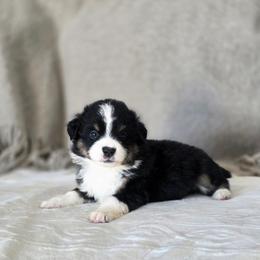 Pecan - Black tri female Miniature Australian Shepherd puppy in Killen, Alabama from Wilkers Wholehearted Mini Aussies