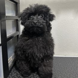 Cavapoo, Cockapoo, and Poodle Puppies from Heavenly Puppies to Love