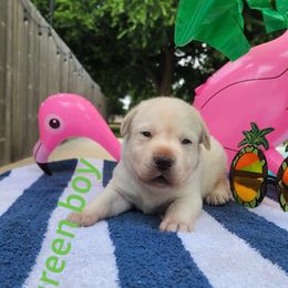 Labrador Retriever Puppies from Texas Finest English Labradors
