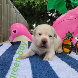 Labrador Retriever Puppies from Texas Finest English Labradors