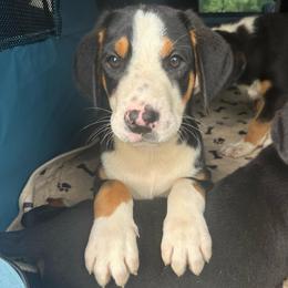 Pink Girl - Black, white and red female Greater Swiss Mountain Dog puppy in Lower Burrell, Pennsylvania from Polyanna’s GSMD