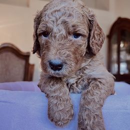Laguna - Red  female Goldendoodle puppy in Lancaster, California from Kid's Best Doodle