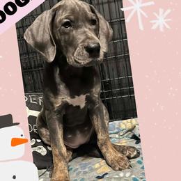 SHOOGIE - Blue female Great Dane puppy in Wellsville, New York from Prophecy Danes