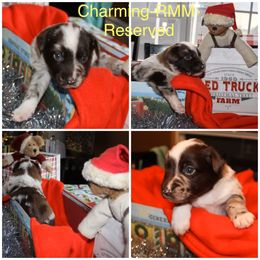 Australian Shepherd Puppies from Not Of This World Australian Shepherds