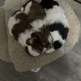 Shih Tzu Puppies from Tarklin Valley Farm