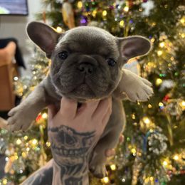Blue - Blue female French Bulldog puppy in Hemlock, Michigan from Top Billin' Frenchies, LLC