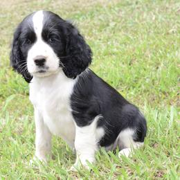 Eva - Black and white female English Springer Spaniel puppy in Central, South Carolina from SarMel