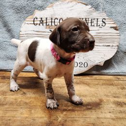 German Shorthaired Pointer Puppies from Calico Kennels