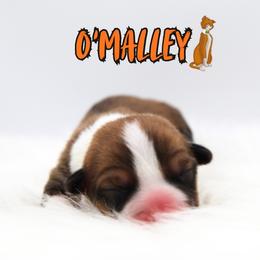 O'Malley - Sable and white male American Corgi puppy in Star City, Arkansas from T4 Farms