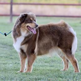 Miniature Australian Shepherd puppies from Shooting Stars Ranch Toy and Mini Aussies
