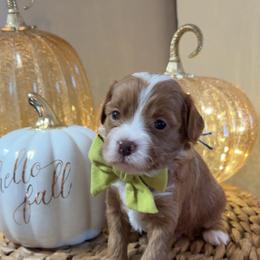 Spot - Red  male Goldendoodle puppy in Trenton, Tennessee from Pickard’s country Golden doodles