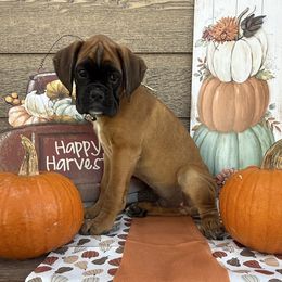 Mister - Fawn male Boxer puppy in Stevensville, Montana from The Holistic Boxer