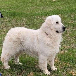 Max - Golden Retriever