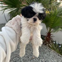 Lily - Black and white female Shih Tzu puppy in Azusa, California from RJ Shih Tzu lover