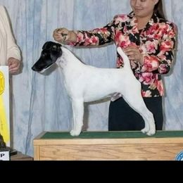 Sunny - Smooth Fox Terrier