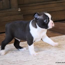 Sampson - Seal and white male Boston Terrier puppy in Winnsboro, Texas from JP Ranch Bulldogs