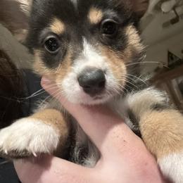 Rudolph - Black and tan male Pembroke Welsh Corgi puppy in Orangevale, California from Corgis of the Heart