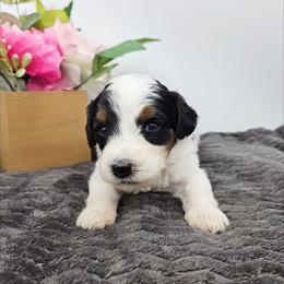 Rose - Black and white female Bernedoodle puppy in Granton, Wisconsin from Rose River Farms