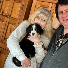 Bernese Mountain Dog Puppies from Lonesome Pine Farm