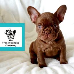 French Bulldog Puppies from The French Bulldog Company LLC