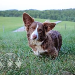 Max - Cardigan Welsh Corgi