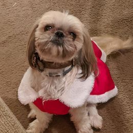 Sophie - Shih Tzu