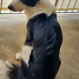 Corona - Border Collie
