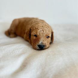 Girl 4 - Apricot female Goldendoodle puppy in Valley Farms, Arizona from Gall’s Doodle Ranch