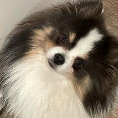 Pomeranians from Royal Pomeranians