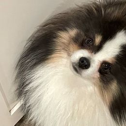 Pomeranians from Royal Pomeranians