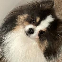 Pomeranians from Royal Pomeranians