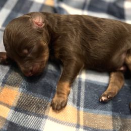 Ryder - Red tri-color male Aussiedoodle puppy in Liberty, Texas from Poodles and Doodles Most Excellent Adventures