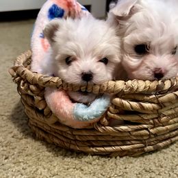 Maltese Puppies from Missy's Maltese