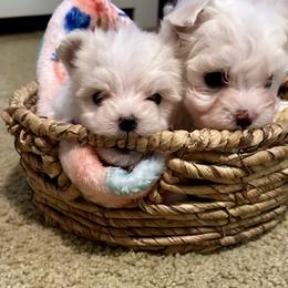 Maltese Puppies from Missy's Maltese
