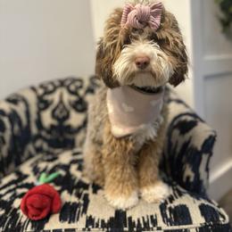 Rue - Cockapoo