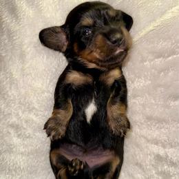 Gertie - Black and tan female Dachshund puppy in Westport, Kentucky from Lonestar Creek Farm