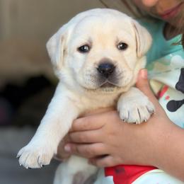 Light Pink Collar - Yellow female Labrador Retriever puppy in Archer Lodge, North Carolina from Archer Lodge Labradors