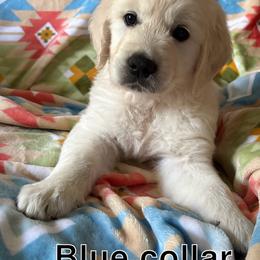 Blue collar - Light golden male Golden Retriever puppy in Barbourville, Kentucky from Home Sweet Home English Goldens