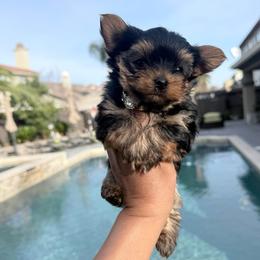 Dutch - Black and gold male Yorkshire Terrier puppy in Patterson, California from Luxe Yorkies of Central Valley