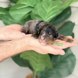 Green - Blue merle male Bernedoodle puppy in Charleston, South Carolina from Palm Belle Doodles