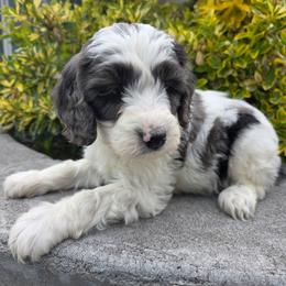 Cosmos - Blue merle male Bernedoodle puppy in Blackfoot, Idaho from Draper Mountain Doodles